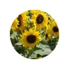Kit de Cultivo Girasoles en Cajita Decorada y Personalizada para Comunión flores