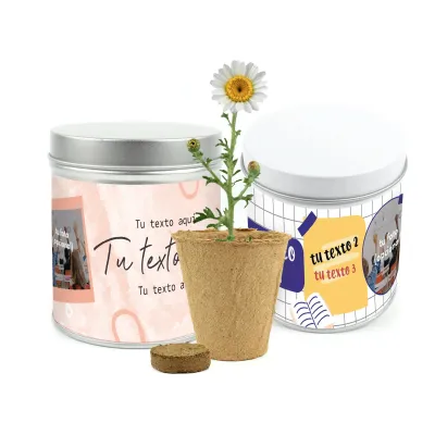 Cultivo de Margaritas en Lata Personalizada para Eventos Escolares