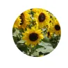 Kit de Cultivo Girasoles en Cajita Decorada y Personalizada para Bautizo flor