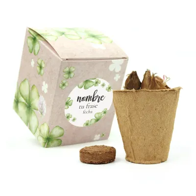 Kit de Cultivo Tréboles en Cajita Decorada y Personalizada para Bautizo