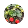 Cultivo de Fresas en Lata Personalizada para Detalle de Bautizo planta
